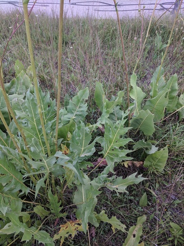Silphium (Rosinweeds) (alternate view 6)