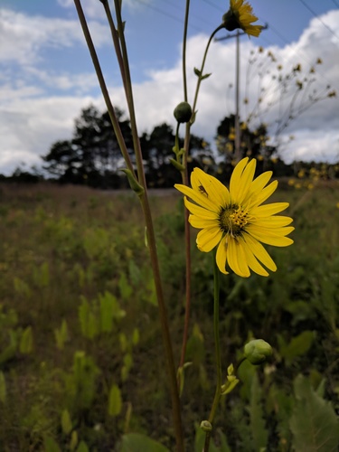 Silphium (Rosinweeds) (alternate view 7)