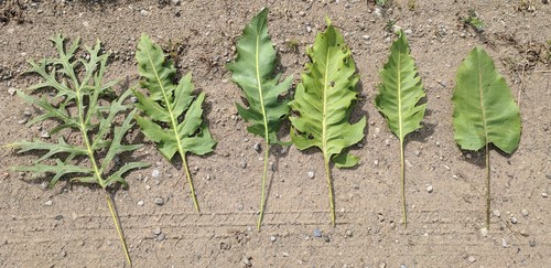 Silphium (Rosinweeds) (alternate view 3)