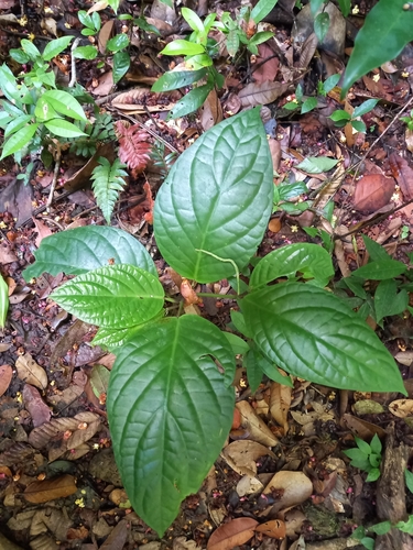 Piper (pepper plants) (alternate view 5)