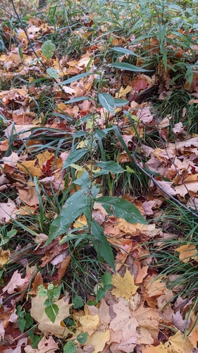 Solidago (goldenrods) (alternate view 10)
