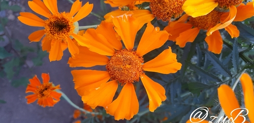 Tagetes erecta (Mexican Marigold) (alternate view 4)