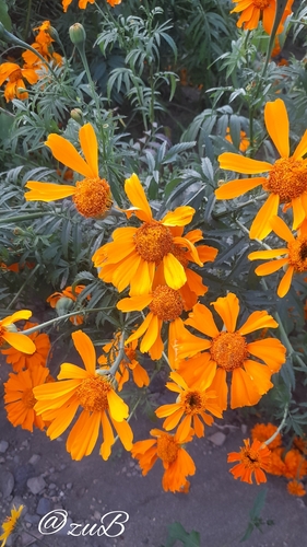 Tagetes erecta (Mexican Marigold) (alternate view 5)