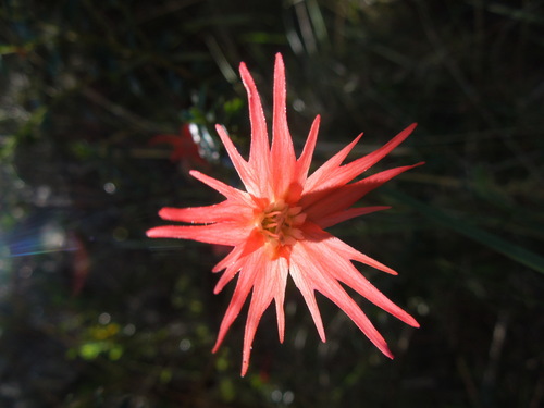 Silene laciniata (cardinal catchfly) (alternate view 5)