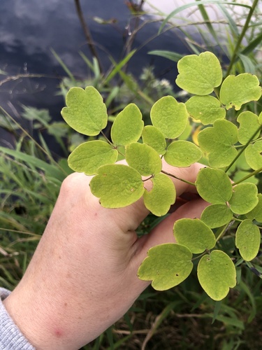 Thalictrum pubescens (tall meadow-rue) (alternate view 8)