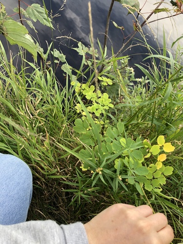 Thalictrum pubescens (tall meadow-rue) (alternate view 9)