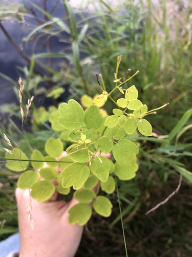 Thalictrum pubescens (tall meadow-rue) (alternate view 10)