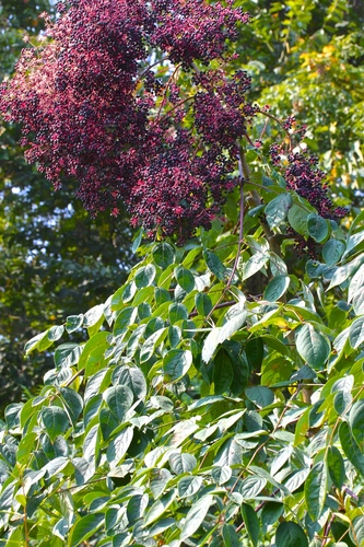 Aralia spinosa (devil's walkingstick) (alternate view 4)