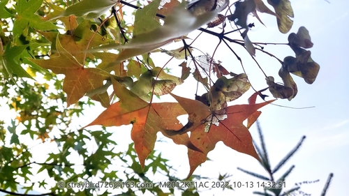 Acer truncatum (Shantung Maple) (alternate view 4)