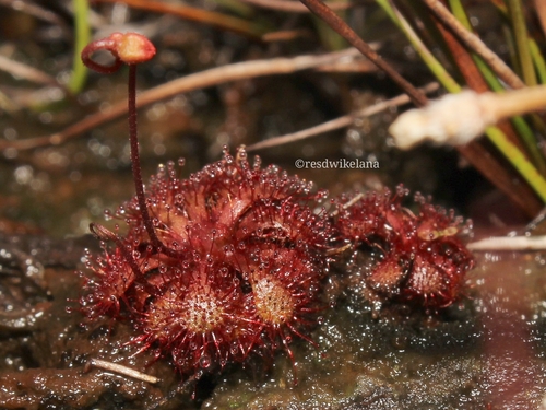 Drosera spatulata (Rosy Sundew) (alternate view 10)