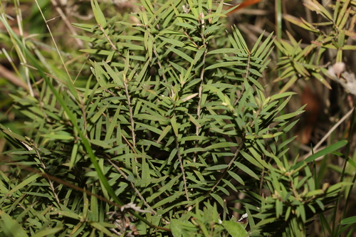 Melaleuca linariifolia (Snow-in-Summer) (alternate view 9)