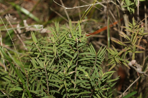 Melaleuca linariifolia (Snow-in-Summer) (alternate view 10)