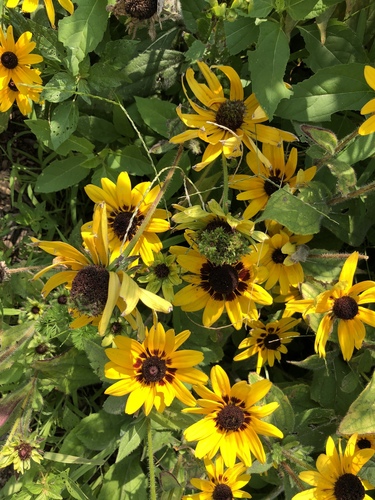 Rudbeckia hirta (large black-eyed Susan) (alternate view 3)