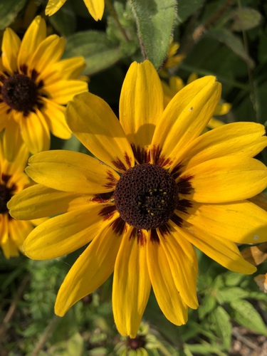 Rudbeckia hirta (large black-eyed Susan) (alternate view 4)
