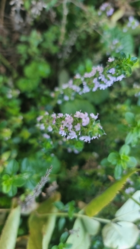 Thymus × citriodorus (Lemon Thyme) (alternate view 6)