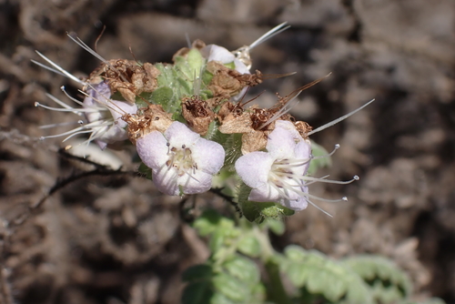 Phacelia ramosissima (branching phacelia)