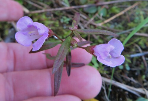 Agalinis tenuifolia (slender false foxglove)