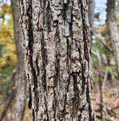 Quercus gambelii (Gambel Oak) (alternate view 3)