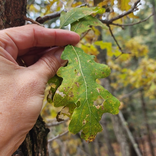 Quercus gambelii (Gambel Oak) (alternate view 2)