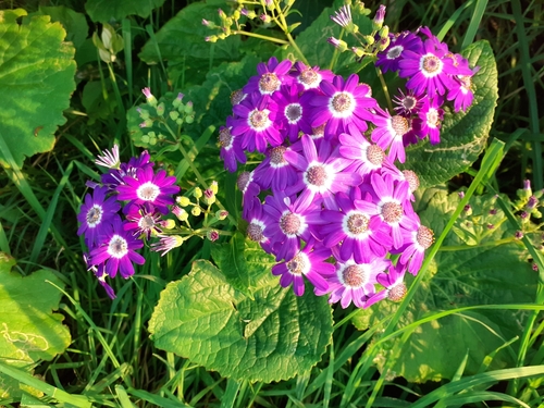 Pericallis × hybrida (Florist's cineraria) (alternate view 3)