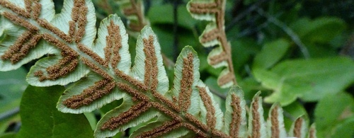 Woodwardia virginica (Virginia chainfern)