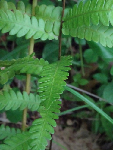 Woodwardia virginica (Virginia chainfern) (alternate view 2)