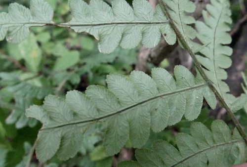 Woodwardia virginica (Virginia chainfern) (alternate view 3)