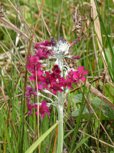 Primula pulverulenta (alternate view 9)