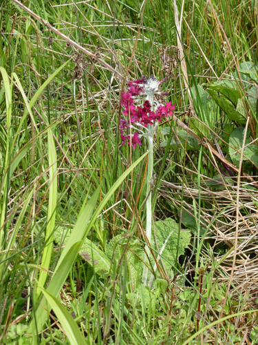 Primula pulverulenta (alternate view 10)