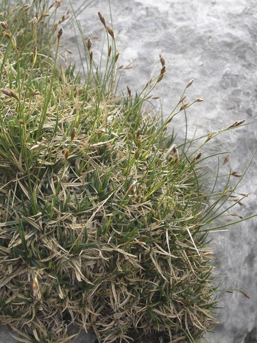 Carex firma (firm sedge)