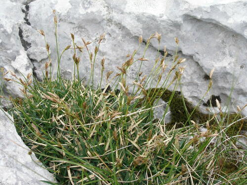 Carex firma (firm sedge) (alternate view 2)