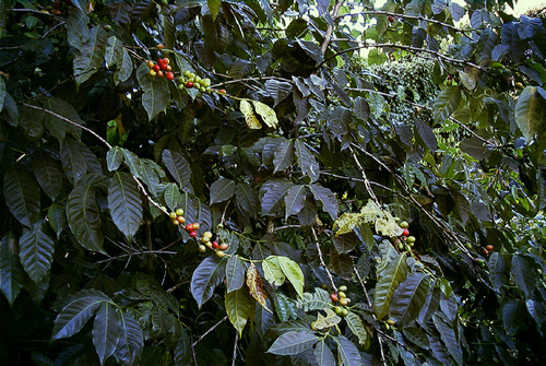Coffea (Coffees) (alternate view 4)