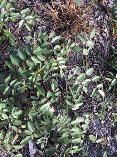 Galactia (Milkpeas) (alternate view 10)