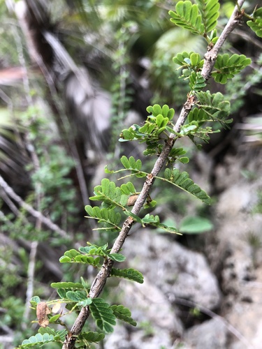 Calliandra (stickpeas) (alternate view 7)