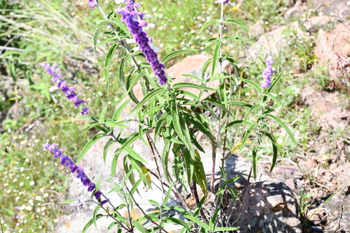Salvia leucantha (Mexican Bush Sage)