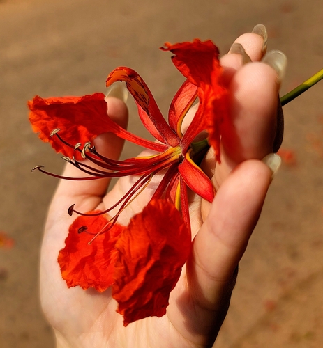 Delonix regia (Royal Poinciana)