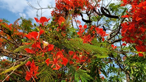Delonix regia (Royal Poinciana)