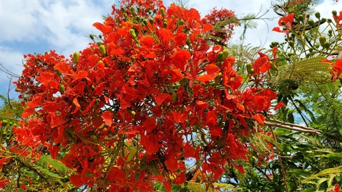 Delonix regia (Royal Poinciana)