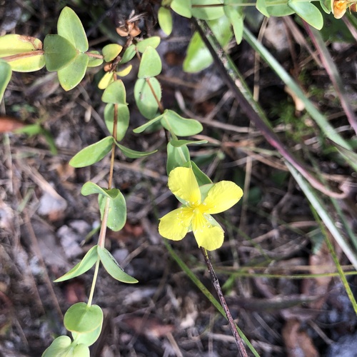 Hypericum tetrapetalum (fourpetal St. Johnswort)