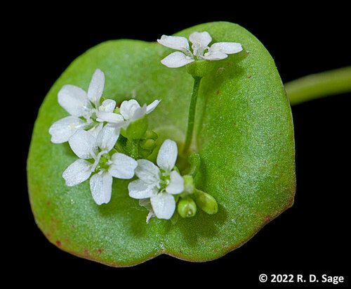 Claytonia perfoliata (Miner's Lettuce) (alternate view 6)