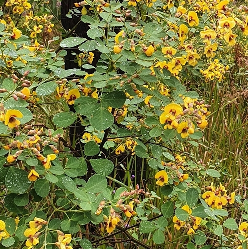 Goodia lotifolia (Clover-leaved Poison) (alternate view 6)