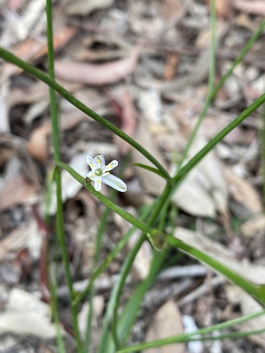 Caesia parviflora (Pale Grass Lily) (alternate view 4)