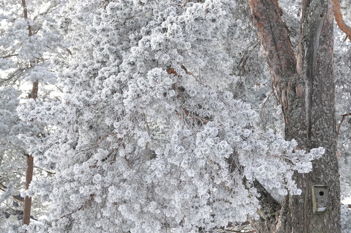 Pinus sylvestris (Scots Pine) (alternate view 9)