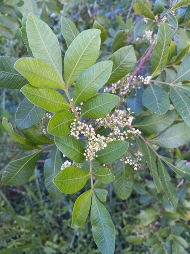 Schinus terebinthifolia (Brazilian pepper)