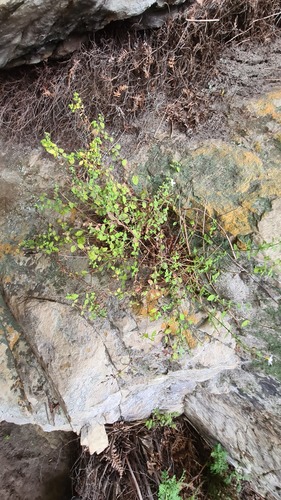 Chaenostoma (Skunkbushes) (alternate view 6)