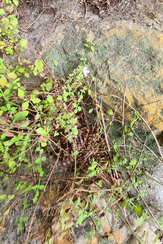 Chaenostoma (Skunkbushes) (alternate view 5)