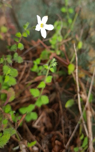 Chaenostoma (Skunkbushes) (alternate view 4)