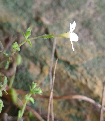 Chaenostoma (Skunkbushes) (alternate view 3)