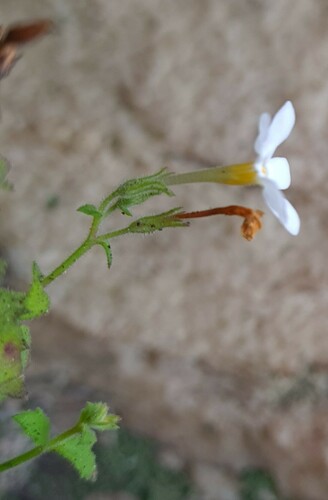 Chaenostoma (Skunkbushes) (alternate view 2)