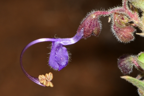 Trichostema lanceolatum (Vinegar Weed) (alternate view 4)